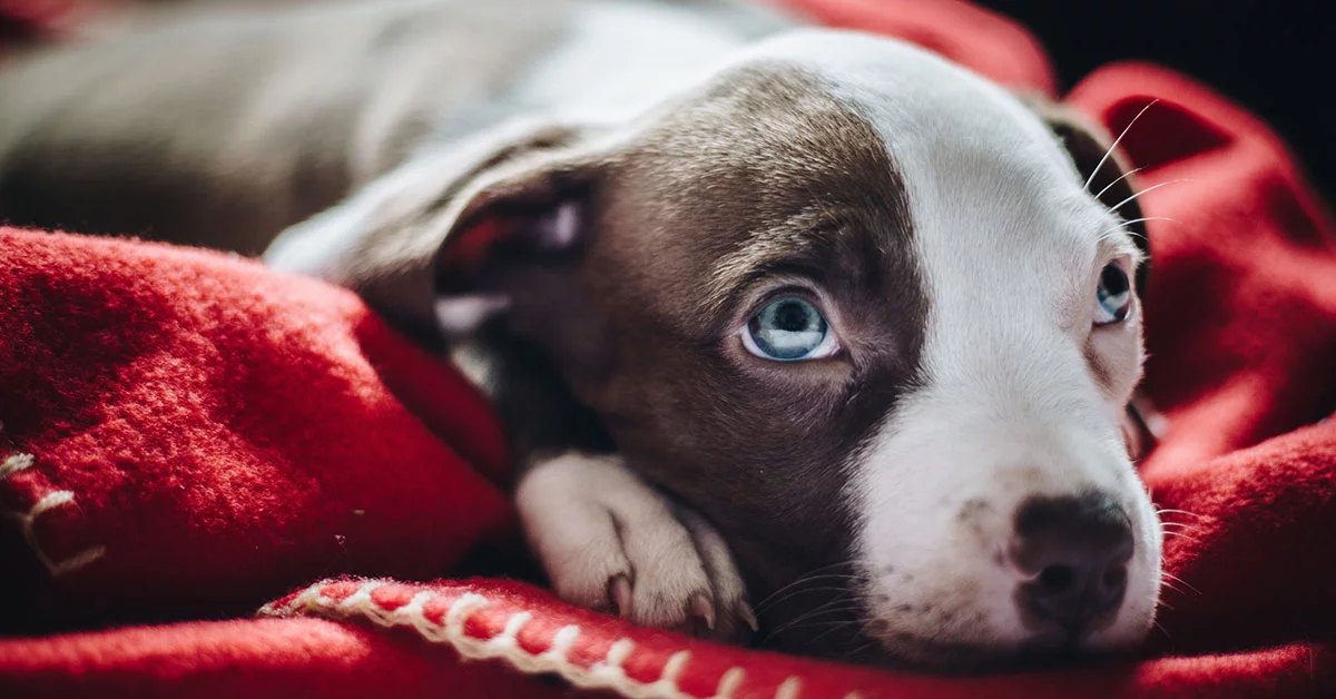 Photo d'un chien aux yeux bleus sur sa couverture rouge