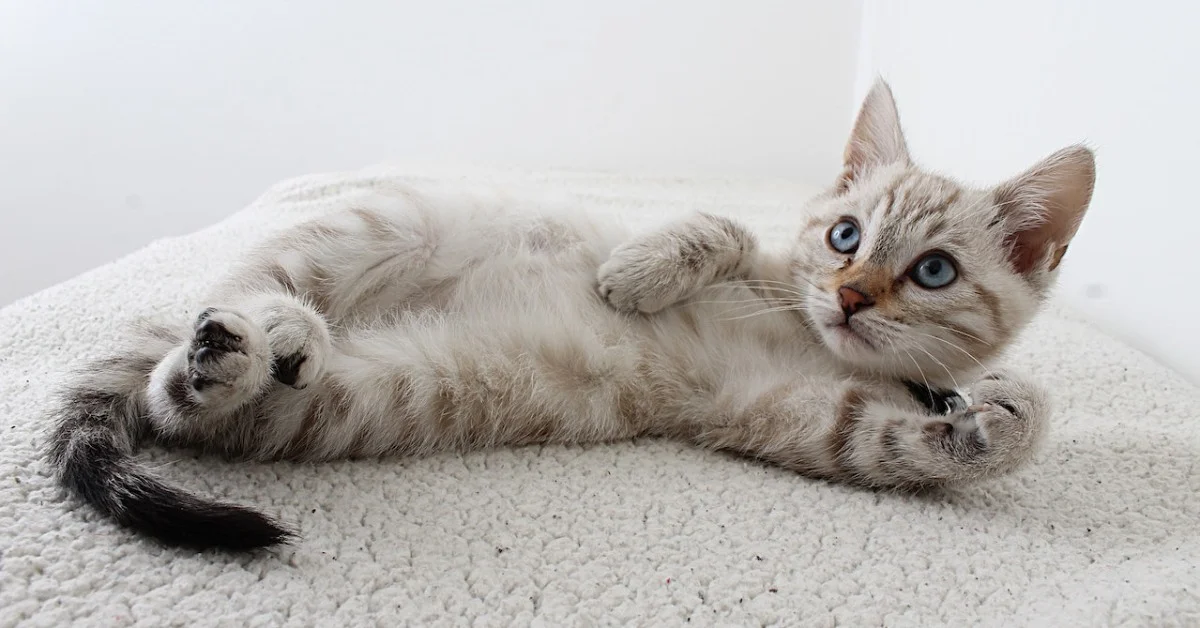 Comment traiter et éliminer les tiques du chat ?