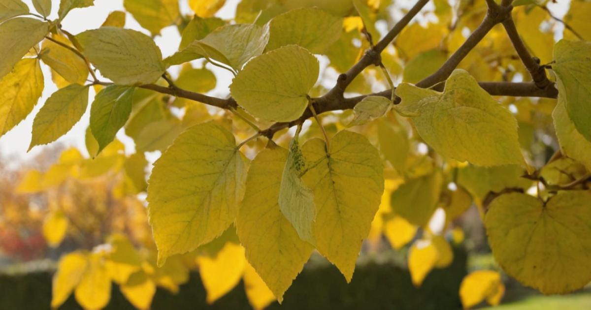 La chlorose est une maladie physiologique causée par un manque de chlorophylle, souvent dû à des carences en fer. Ce phénomène est particulièrement courant en automne, lorsque les arbres doivent encore absorber des nutriments avant l'hiver. Malheureusement, si ces carences ne sont pas corrigées à temps, elles peuvent affecter la productivité des arbres fruitiers.