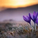 Découvrez le double visage du colchique, à la fois remède miracle et poison mortel. Une plante fascinante qui cache ses secrets au cœur de nos prairies.