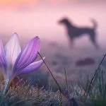 Découvrez pourquoi le colchique est surnommé "tue-chien". Une beauté mortelle qui cache un danger insoupçonné pour vos animaux. Histoire et précautions à prendre.