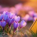 Apprenez à distinguer le colchique mortel du crocus inoffensif. Découvrez les astuces infaillibles pour identifier ces fleurs et éviter un danger potentiellement fatal !