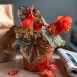 Votre bégonia est au bord du gouffre ? Ne le jetez pas ! Découvrez l'astuce miracle de grand-mère pour le sauver en 5 minutes chrono. Une technique simple et efficace qui va révolutionner vos soins aux plantes. Prêt à devenir le sauveur de vos bégonias ?